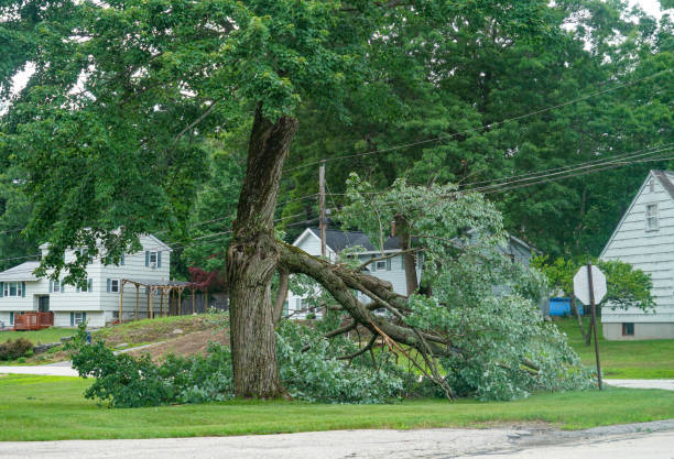 Best Residential Tree Removal  in Tickfaw, LA